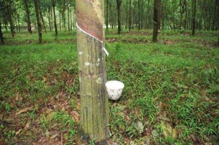 天然橡膠生膠縐片機(jī)對物料產(chǎn)生輥壓、剪切，從而使物料壓薄、表面起皺